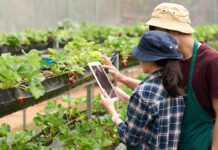 ORACLE-IA-AGRICULTURA-CTI-963