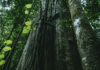 Epson impulsa la reforestación de 1,444 árboles en la región Amazonas EPSON-REFUERZA-SOSTENIBILIDAD-CTI-971