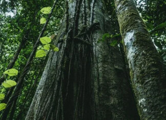 Epson impulsa la reforestación de 1,444 árboles en la región Amazonas EPSON-REFUERZA-SOSTENIBILIDAD-CTI-971