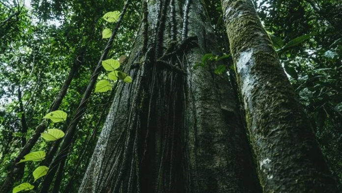 EPSON-REFUERZA-SOSTENIBILIDAD-CTI-971